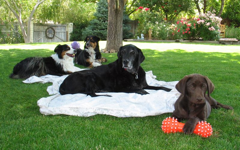 Shelter and rescue dogs enjoying their forever home